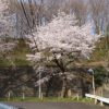 身近にある桜を撮ってみる　4