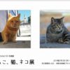 第1回 Atelier85 写真展「ねこ、猫、ネコ展」　一ヵ月後に開催します。