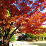 国分寺の殿ヶ谷戸庭園の紅葉は美しい。11月下旬から12月初めが見ごろです。 （紅葉の写真多数あり）