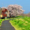 Canon PowerShot SX720 HSを「極彩色」に設定して桜を撮ったらすごい写真になった。「ＡＵＴＯ」で撮ったときとの比較。