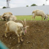 立川のみどり地区で草をモリモリ食べて除草作業をしているヤギさんたちに会ってきました。【ヤギさんの写真多数あり】