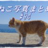 【ねこ 画像】ねこ写真まとめ Vol 94　海をバックに猫を撮りたい。堤防の上で波の音に耳を傾ける茶トラ。今日も港のパトロールをするシロクロ猫。
