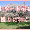 中峯一本桜を撮りに行きました。所沢、狭山丘陵。どっしりとした幹と枝に満開の桜花。