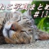 【ねこ 画像】ねこ写真まとめ Vol 132　ライオンのような寝顔のキジトラ猫。猫を撮るときはたいていズームレンズを使ってます。