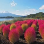 河口湖、大石公園のコキアが紅葉。濃いピンクのコキアと富士山を撮る。