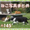 【ねこ 画像】ねこ写真まとめ Vol 145　猫ベンチの周りには猫がいる。迫力があるけどかわいいキジトラ。オッドアイの白黒ハチワレ猫。