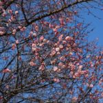 【梅】昭島エコパークでピンクの梅が咲いています。冬枯れの景色の中に一部だけピンク色に染まる世界。春の訪れを実感。