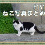 【ねこ 画像】ねこ写真まとめ Vol 151　個性的な模様のハチワレ猫。頭とシッポだけシマがある茶トラ。階段で日光浴する猫。