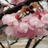 【OLYMPUS】オリンパスTough TG-6で凍った桜を撮る。みぞれまじりの雪の中、手軽にしっかり撮れる防水カメラ