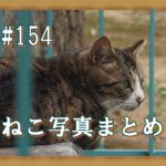 【ねこ 画像】ねこ写真まとめ Vol 154　柵の中でのんびりしているキジトラ。しょんぼり顔の猫。体を伸ばすブチ猫。ニオイをチェックする茶トラ。