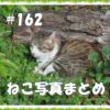 【ねこ 画像】ねこ写真まとめ Vol 162　林の中で眠っているキジトラ猫。横になってもこちらを見ている猫。見事なストレッチを見せる白猫。
