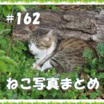 【ねこ 画像】ねこ写真まとめ Vol 162　林の中で眠っているキジトラ猫。横になってもこちらを見ている猫。見事なストレッチを見せる白猫。