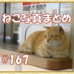 【ねこ 画像】ねこ写真まとめ Vol 167　乗船券売り場の茶トラ。何かを見ている二匹のキジトラ。道に横たわって動かない猫。