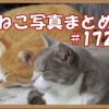 【ねこ 画像】ねこ写真まとめ Vol 172　寝顔がそっくりな二匹の猫。坂の途中で立ち止まったハチワレ猫。静かにそこにいるキジトラ。