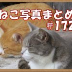 【ねこ 画像】ねこ写真まとめ Vol 172　寝顔がそっくりな二匹の猫。坂の途中で立ち止まったハチワレ猫。静かにそこにいるキジトラ。