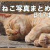 【ねこ 画像】ねこ写真まとめ Vol 174　ぐっすり眠っている茶トラ猫。ずっとこっちを見ている猫。目が輝いている黒猫。