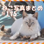 【ねこ 画像】ねこ写真まとめ Vol 175　青い目の白猫。こっちを見てくれないキジトラ猫。日向で昼寝する三毛猫。二匹の仲良しハチワレ猫