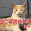 【ねこ 画像】ねこ写真まとめ Vol 179　　眠たそうなハチワレ猫。笑うキジトラ。のんびりお昼寝のブチ猫。